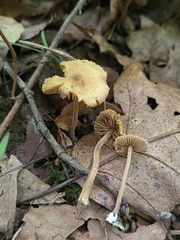 Inocybe subfulva