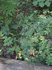 Selinum carvifolia