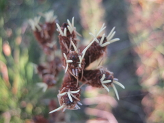 Hellmuthia membranacea