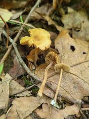 Inocybe subfulva