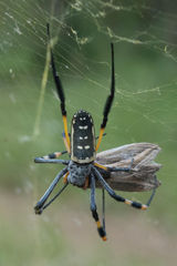 Trichonephila senegalensis