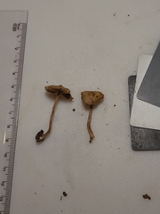 Inocybe subfulva