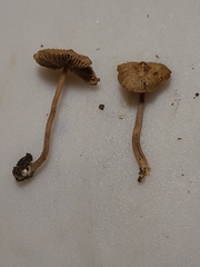Inocybe subfulva