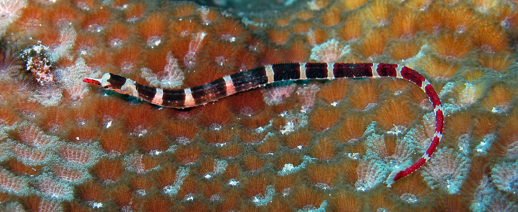 Brown-Banded Pipefish