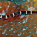 Redbanded Pipefish - Photo (c) divemecressi, some rights reserved (CC BY-NC-SA)