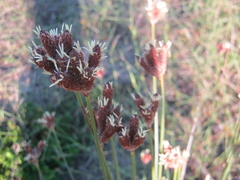 Hellmuthia membranacea