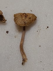 Inocybe subfulva