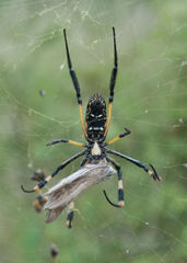 Trichonephila senegalensis