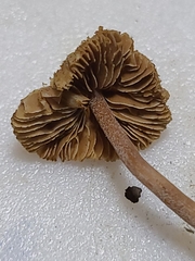 Inocybe subfulva