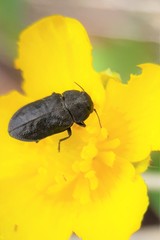 Anthaxia quadripunctata