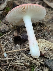 Russula subtilis