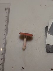 Russula subtilis