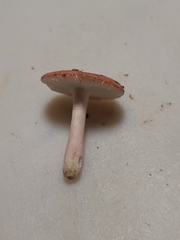 Russula subtilis