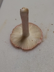 Russula subtilis