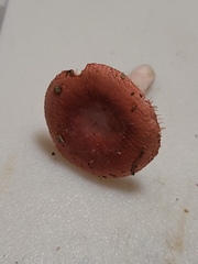 Russula subtilis