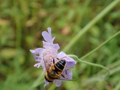 Eristalis pertinax
