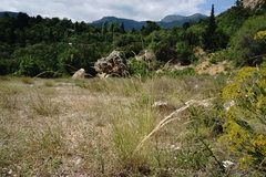 Achnatherum bromoides