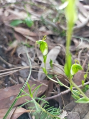Pterostylis ectypha