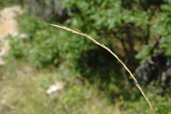 Achnatherum bromoides