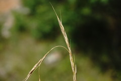 Achnatherum bromoides