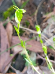 Pterostylis ectypha