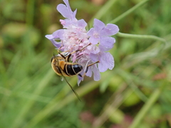 Eristalis pertinax