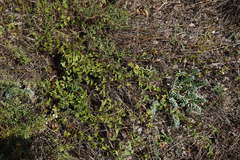 Convolvulus scammonia