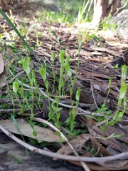 Pterostylis ectypha