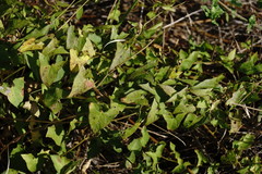 Convolvulus scammonia