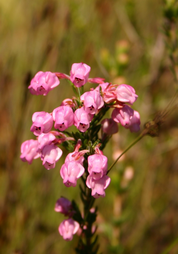 Small Limestone Heath