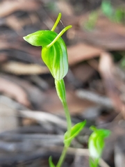 Pterostylis ectypha