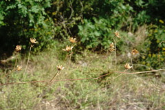 Convolvulus scammonia