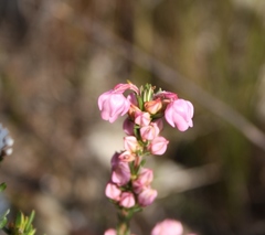 Erica propinqua