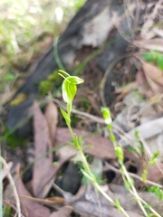 Pterostylis ectypha