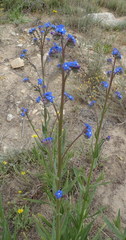 Anchusa capensis