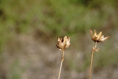 Convolvulus scammonia
