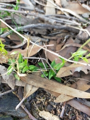 Pterostylis ectypha