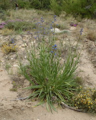 Anchusa capensis