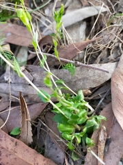 Pterostylis ectypha