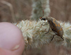 Hycleus burmeisteri