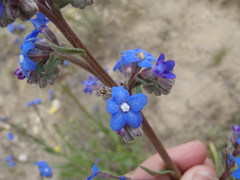 Anchusa capensis