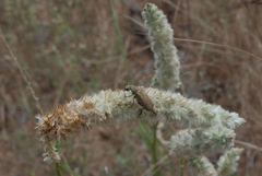 Hycleus burmeisteri