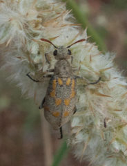 Hycleus burmeisteri