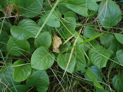 Pyrola rotundifolia
