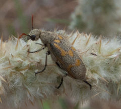 Hycleus burmeisteri