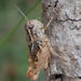 Agile Grasshoppers - Photo (c) Gerhard Diedericks, some rights reserved (CC BY-NC), uploaded by Gerhard Diedericks