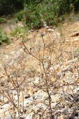 Picris pauciflora