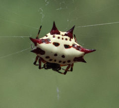 Gasteracantha sanguinolenta