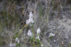 Spatalla ericoides