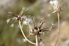 Crepis alpina